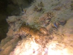 immersioni-estate22 1